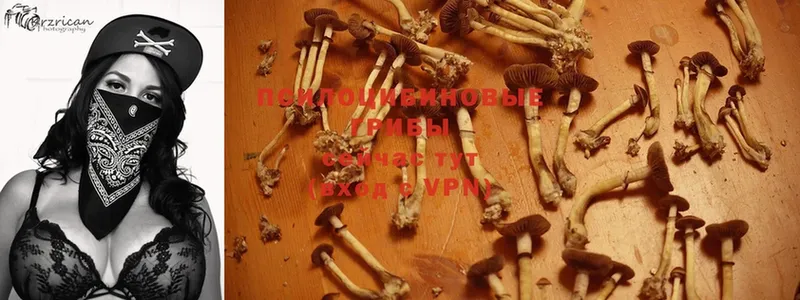 Псилоцибиновые грибы Psilocybe  Заволжье 